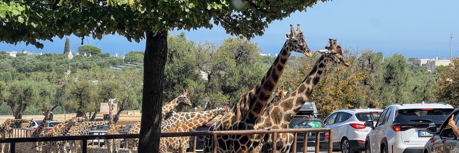 Parcul Zoosafari Fasanolandia de lângă Bari