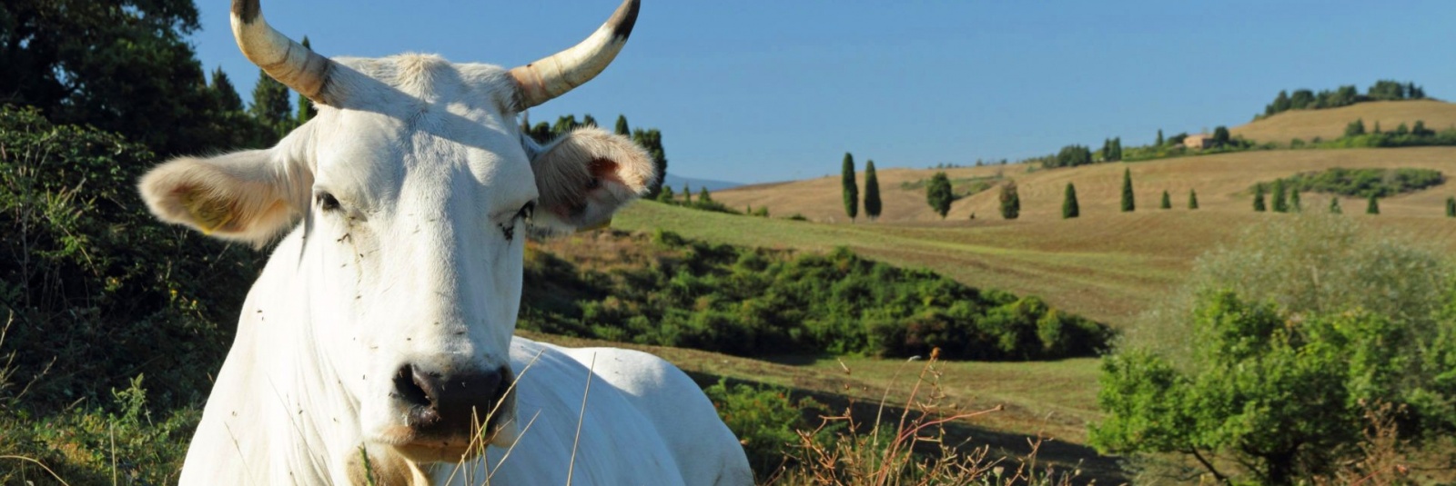 Vizita la o ferma de vite de rasa Chianina din Toscana