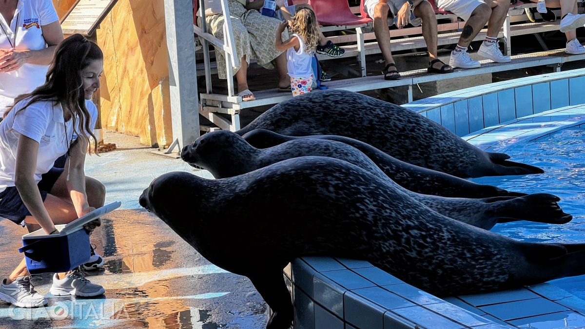 Sea Lion Aquarium