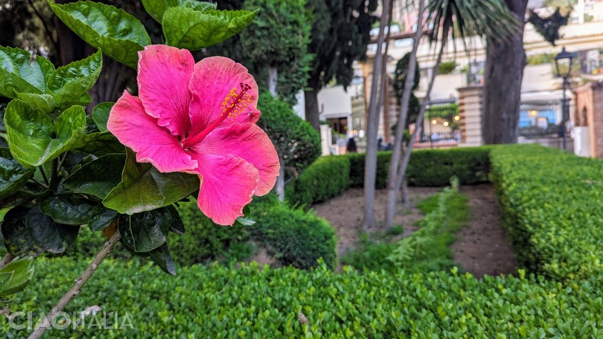 Florile colorează parcul Villa Comunale.