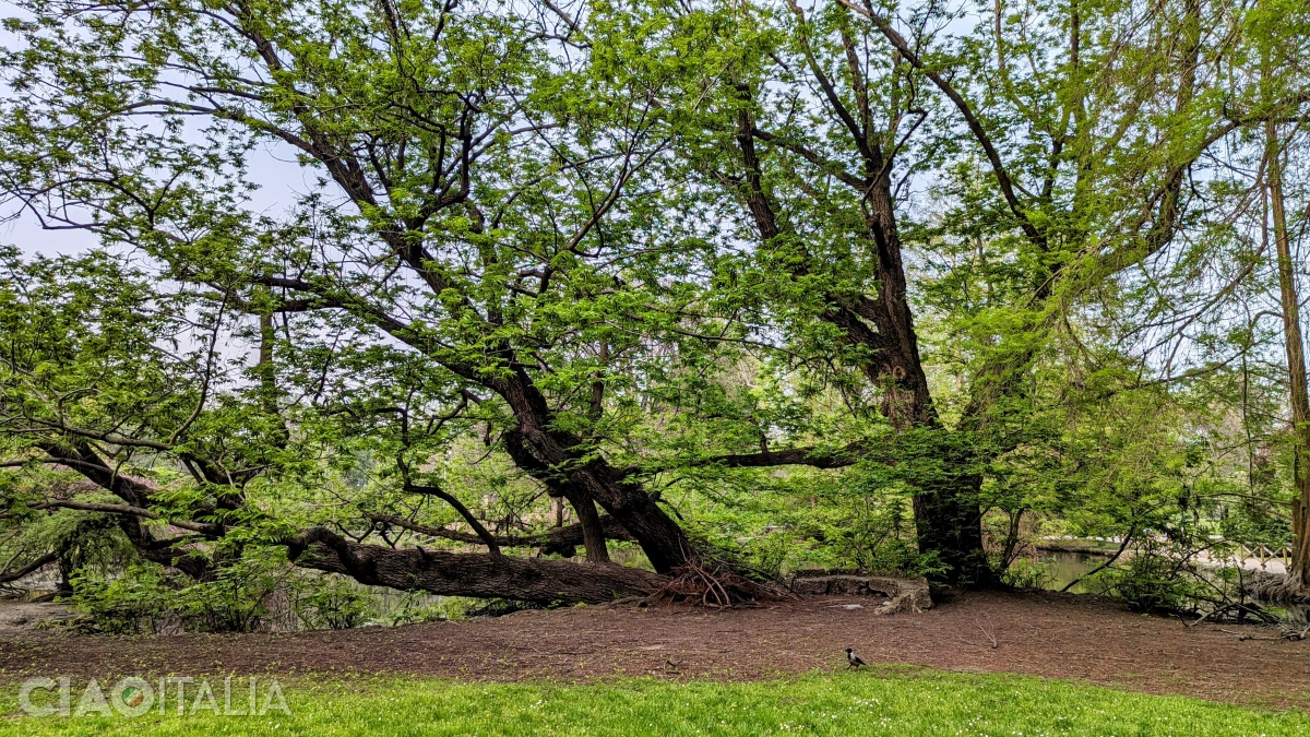 Nucul de Caucaz din Parcul Sempione este înscris în Lista arborilor monumentali din Italia.