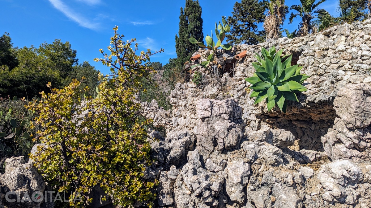 Plante exotice se amestecă cu plante mediteraneene.