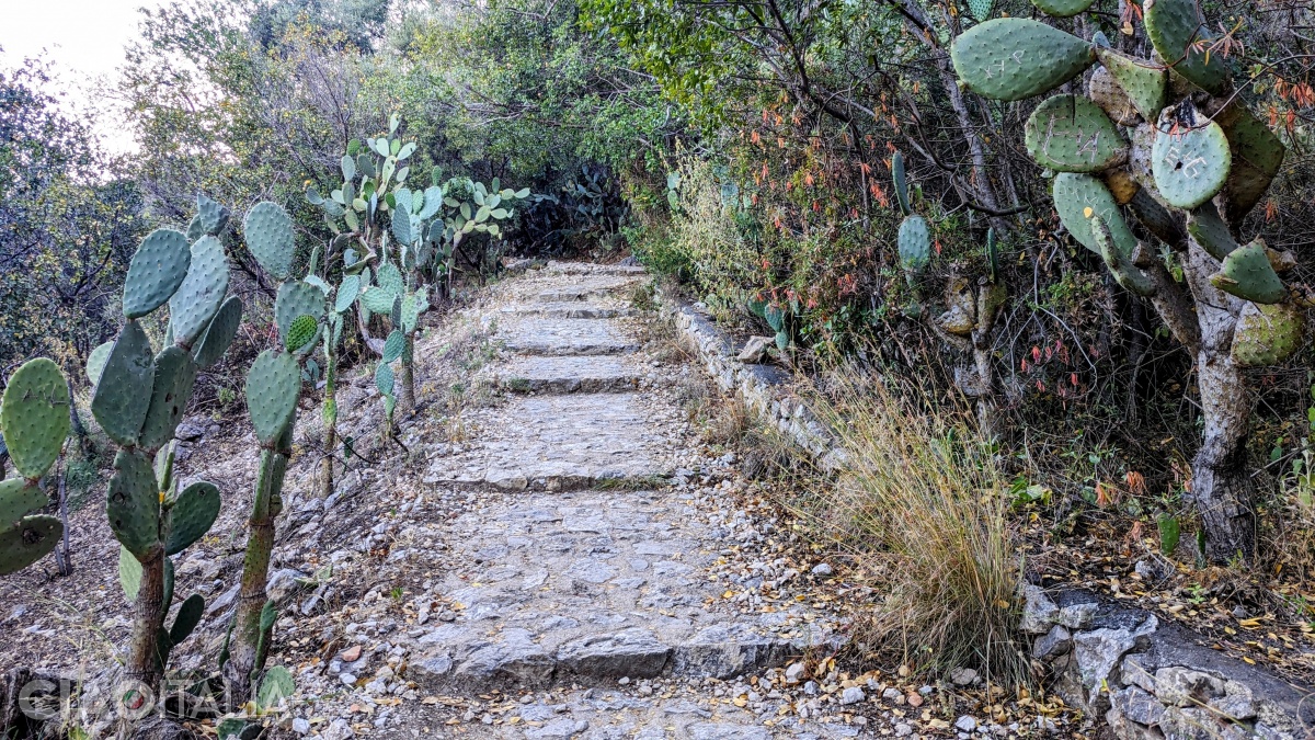 La început, poteca urcă printre cactuși și copaci.