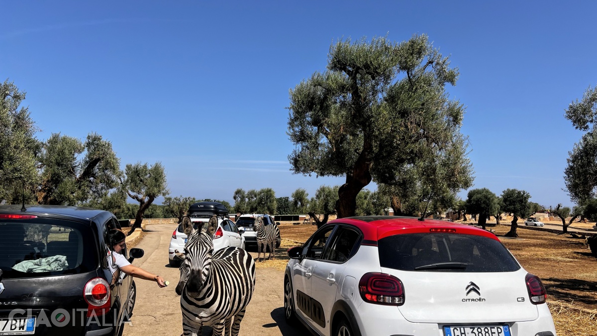 Chiar dacă vei vedea turiști hrănind animalele, să știi că este interzis. Le poți face rău dându-le hrană nepotrivită și riști să te muște (chiar dacă nu par periculoase).