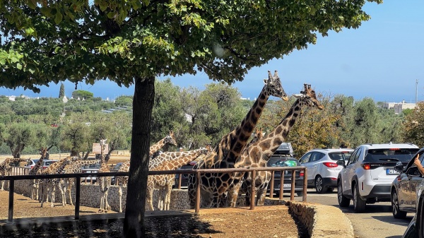 Parcul Zoosafari Fasanolandia de lângă Bari